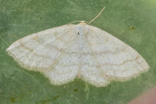Scopula ternata